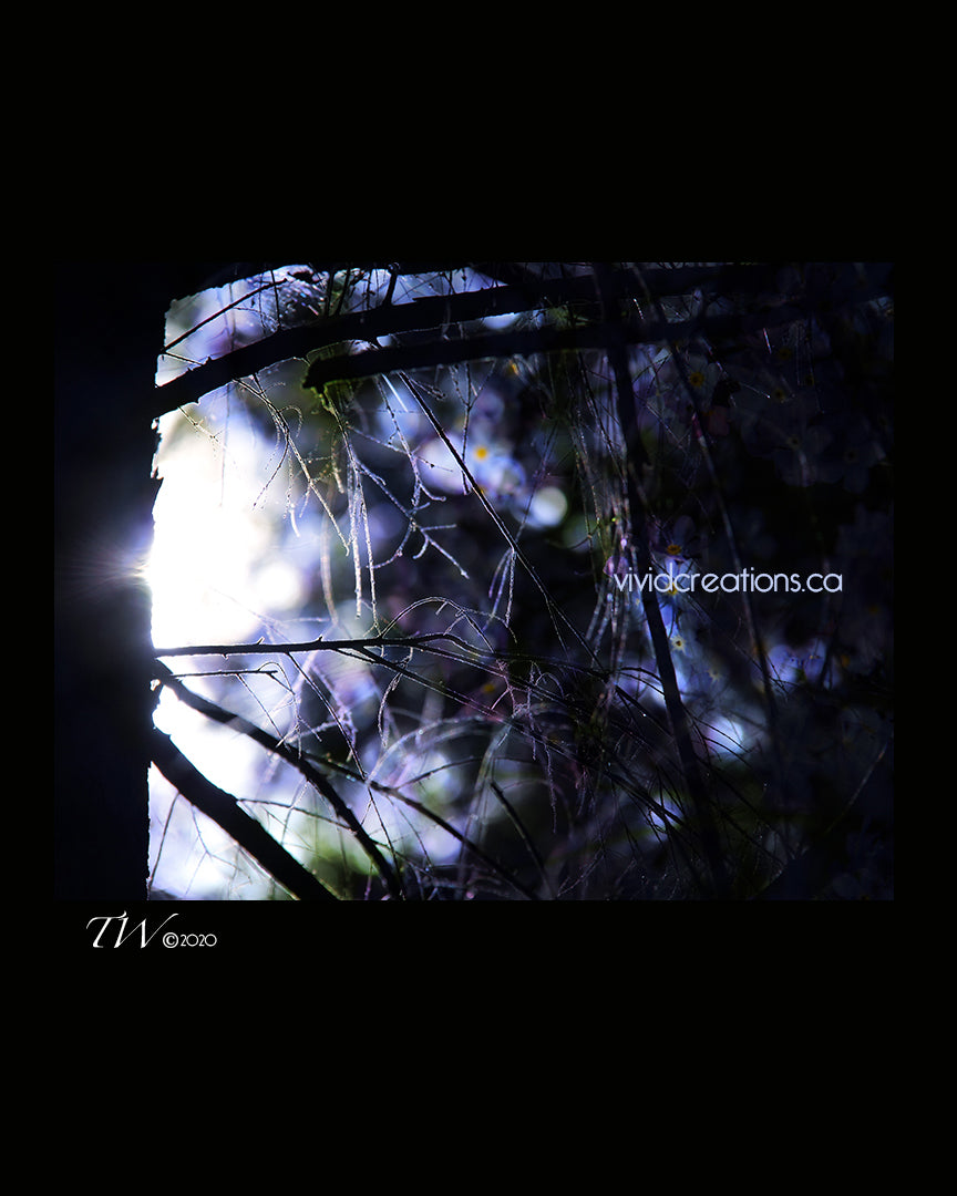Bluebell Tree Fine Art Print