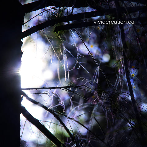 Blue-Bell Tree Fine Art Print