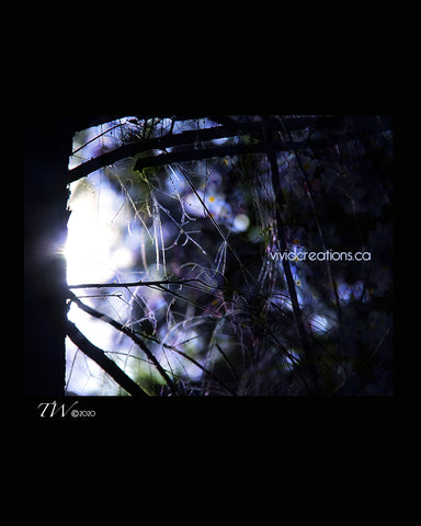 Bluebell Tree Fine Art Print