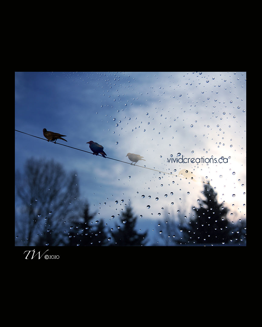 Crows on a Wire Fine Art Print