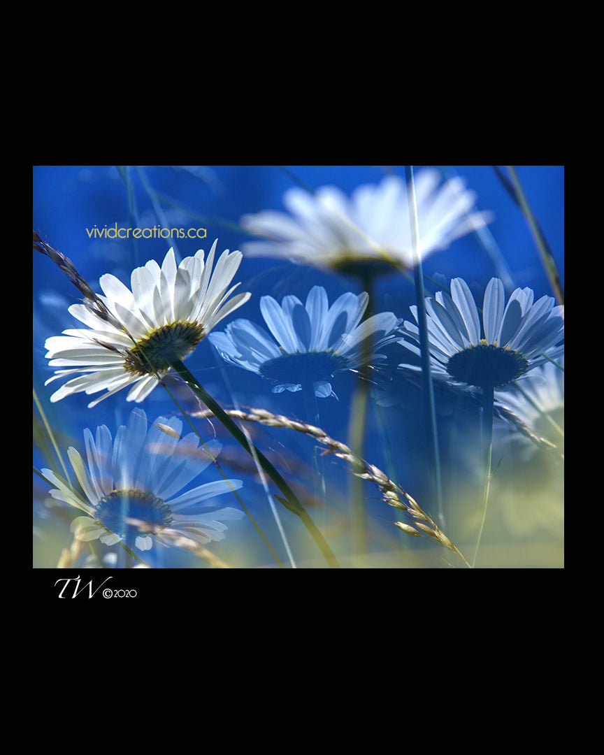 Daisy Field Fine Art Print