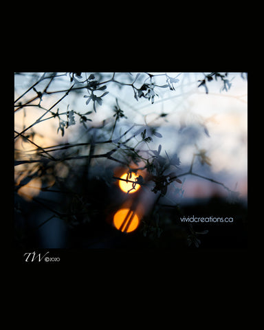 Flower Sunset Fine Art Print
