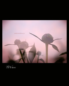 Spring Sunrise Fine Art Print
