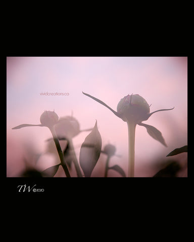 Spring Sunrise Fine Art Print